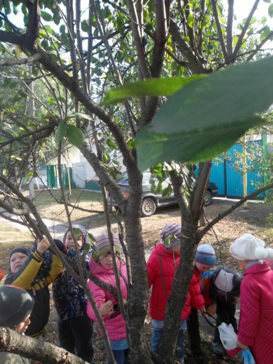 Фотоотчет с детьми что нам осень принесла. Смотреть фото Фотоотчет с детьми что нам осень принесла. Смотреть картинку Фотоотчет с детьми что нам осень принесла. Картинка про Фотоотчет с детьми что нам осень принесла. Фото Фотоотчет с детьми что нам осень принесла Фотоотчет с детьми что нам осень принесла. Смотреть фото Фотоотчет с детьми что нам осень принесла. Смотреть картинку Фотоотчет с детьми что нам осень принесла. Картинка про Фотоотчет с детьми что нам осень принесла. Фото Фотоотчет с детьми что нам осень принесла