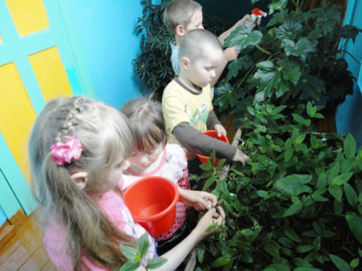 Наблюдения за растениями в детском саду. Наблюдение за растениями. Фото на тему экологии с комнатным цветком ребенка. Наблюдение за растениями на окне домик из мультифоры.