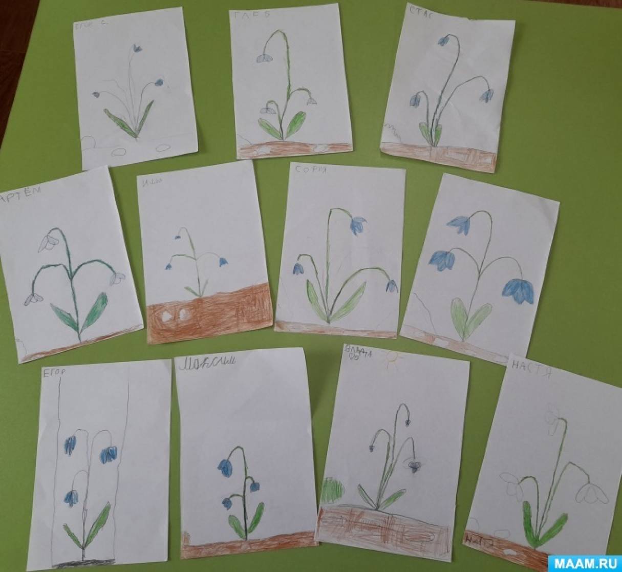Рисование первоцветы средняя группа. «Первоцветы» рисование в сташей группе. Рисование первоцветы в младшей группе. Рисование первоцветы старшая группа. Первоцветы рисование в старшей группе детского сада.