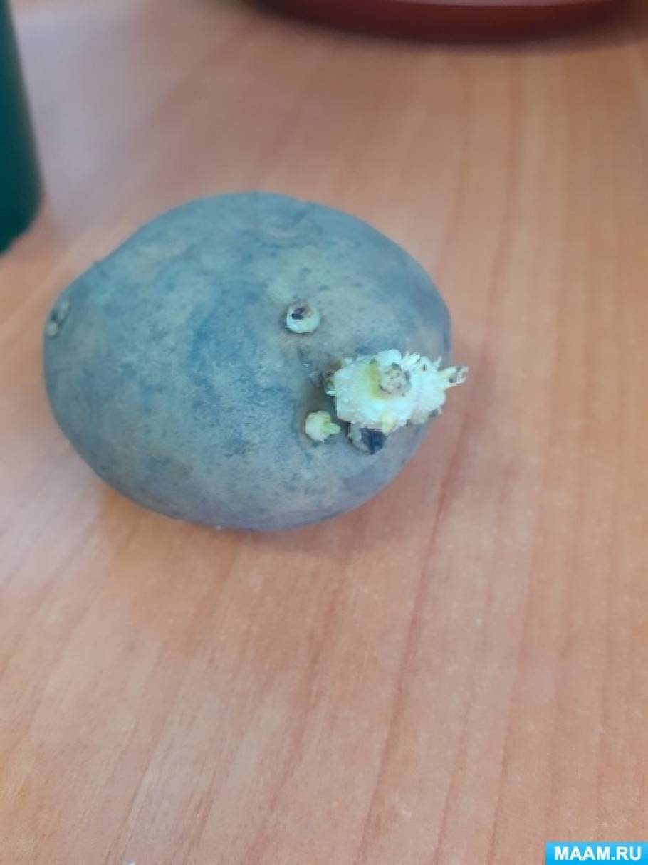 Foto č. 4 Ale není nic příjemnějšího, když vám přímo na parapetu dozraje první jarní zelení