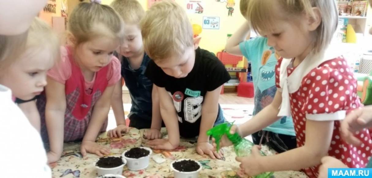 Экологический проект о посадке семян «Детки кремлевской елки»