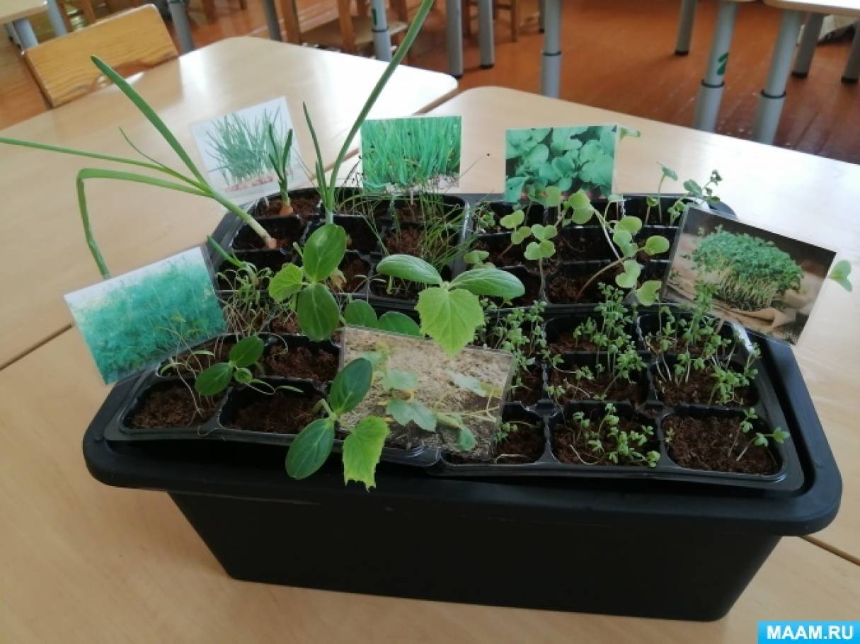 Проект «Гидропоника как способ выращивания растений» в подготовительной к школе группе