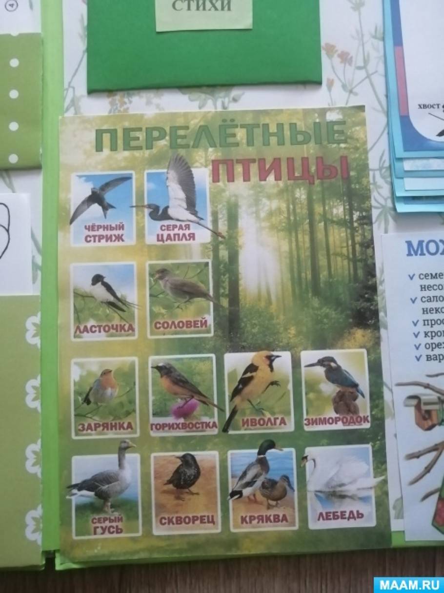 Лэпбук «Птицы» для работы с детьми дошкольного возраста 4–7 лет (20 ...