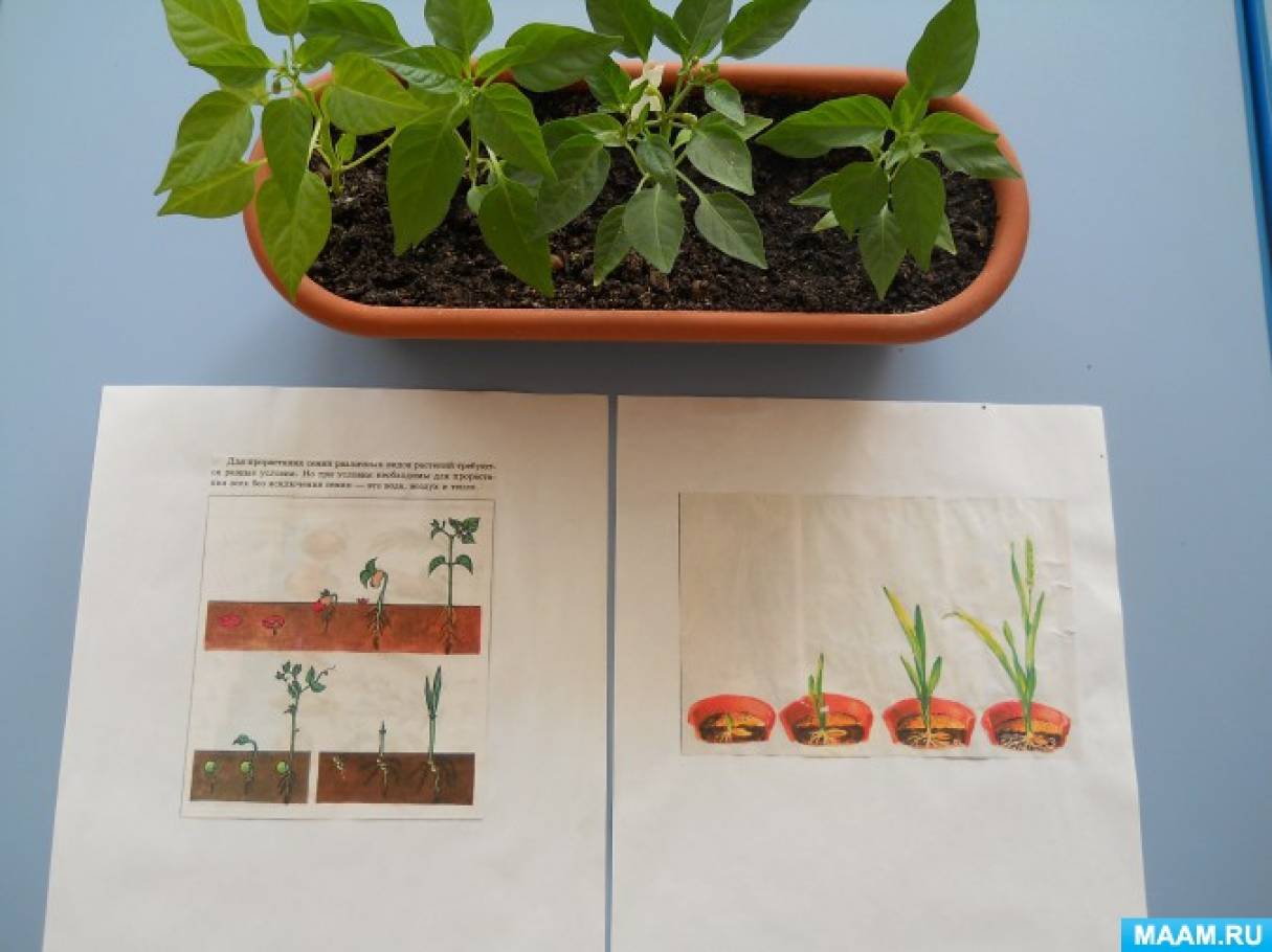 Наблюдения за семенами растений. Огород на подоконнике в детском саду бархатцы. Наблюдение за ростом растений. Наблюдение за ростом бархатцев. Наблюдение за растениями бархатцы.