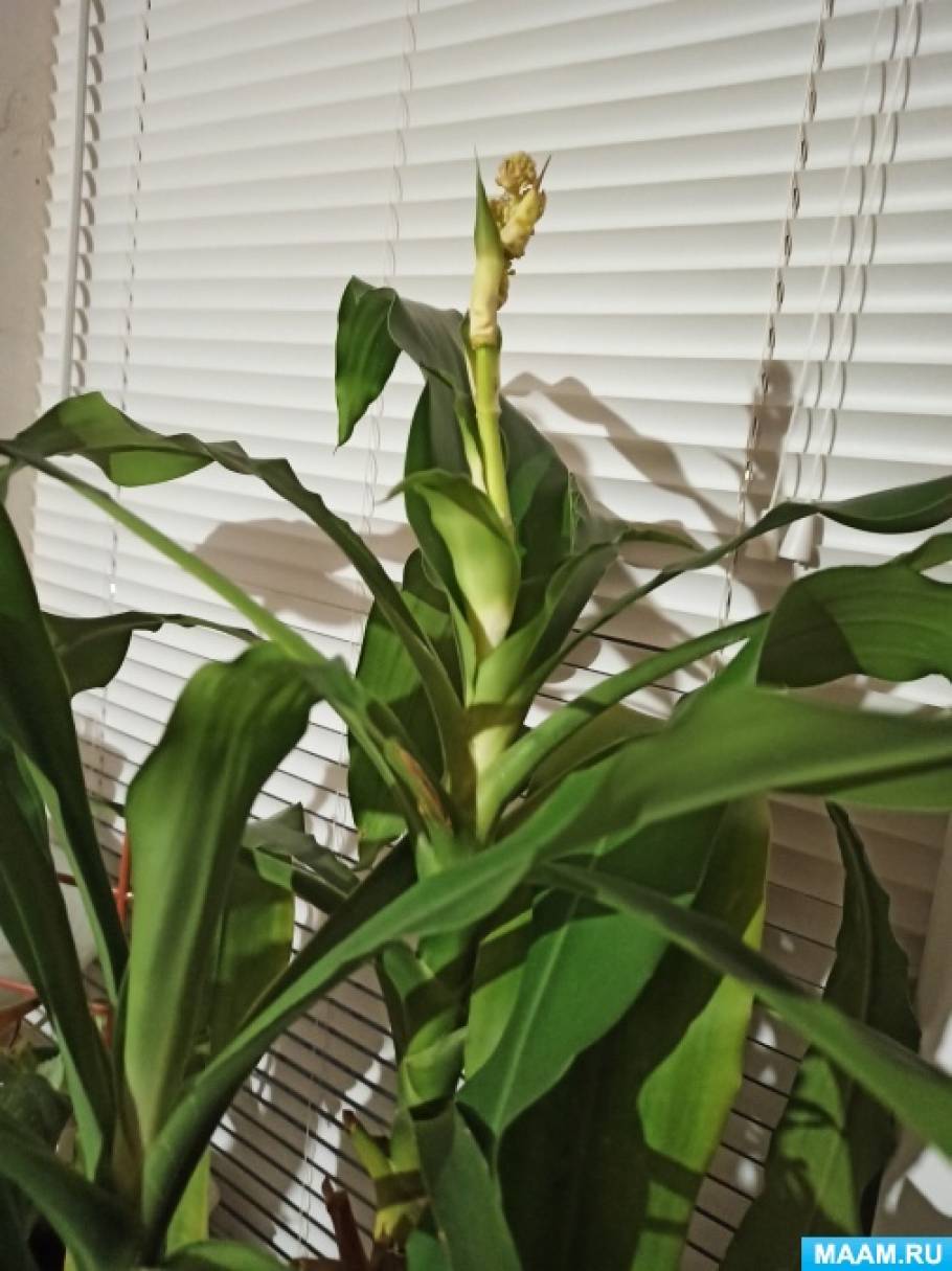 ������������� ���� ������ ��������