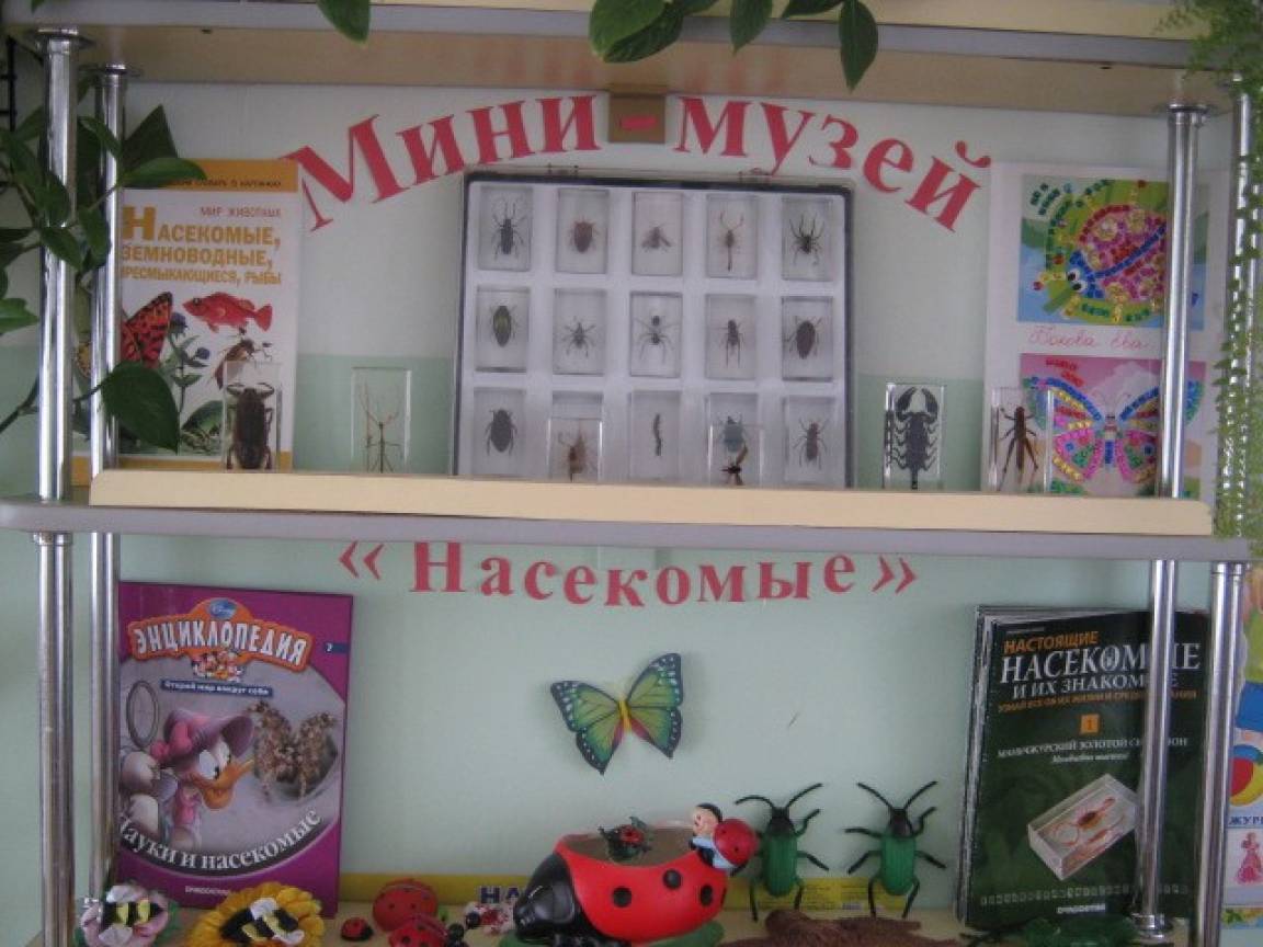 Мини-музей «Насекомые» Фото Мини-музей «Насекомые»