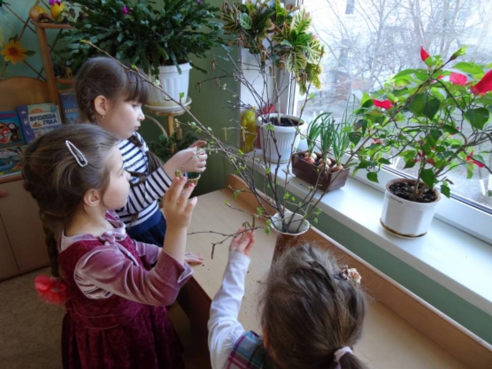 Наблюдение в уголке природы цель. Дети наблюдают за растениями. Наблюдение в уголке природы. Наблюдение за веточками в детском саду. Дети наблюдают за цветком в группе.