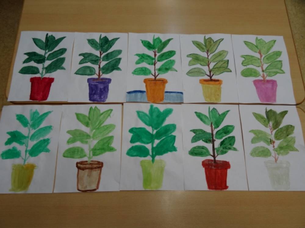 Комнатные растения первая младшая группа. Рисование в старшей группе. Рисование комнатные растения старшая группа. Рисование комнатные цветы старшая группа. Рисование растения в старшей группе.