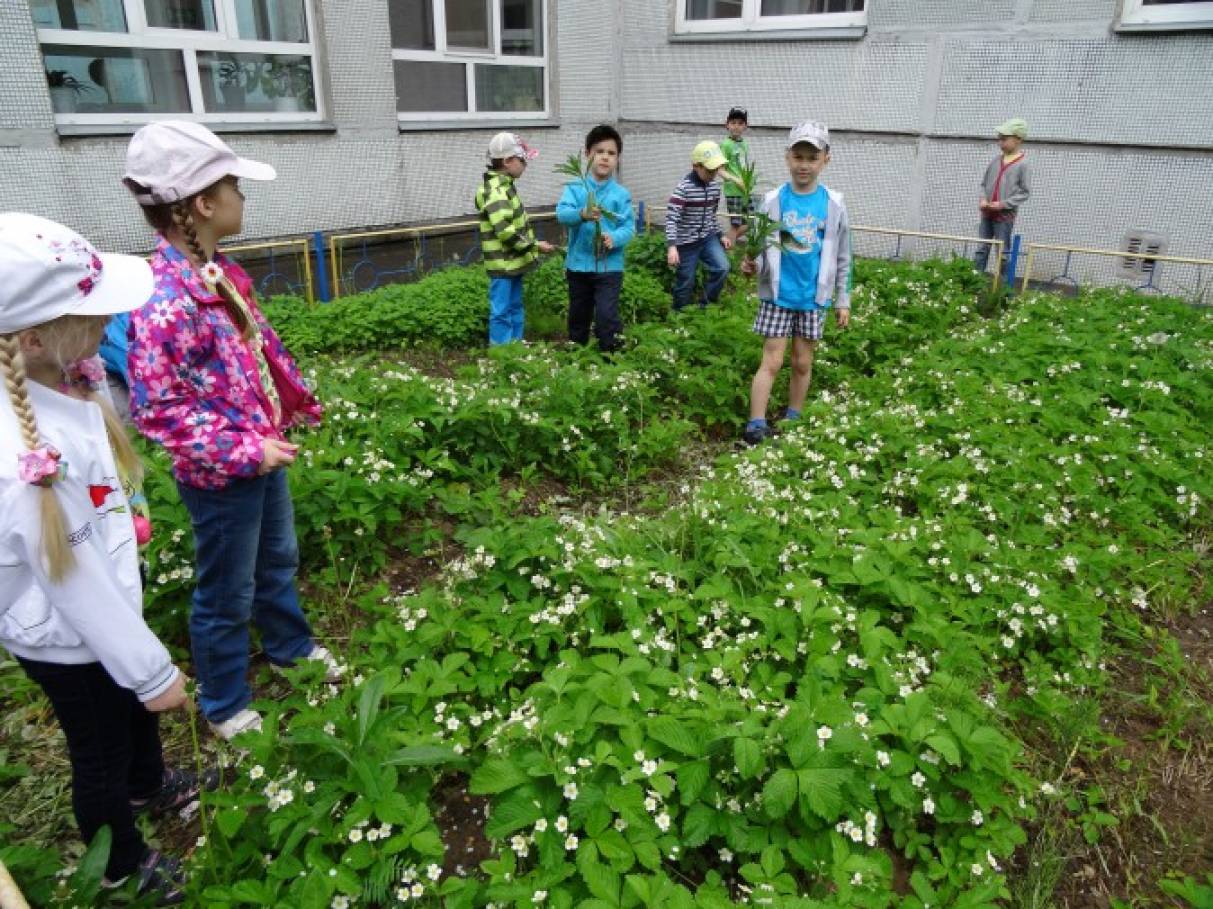 Фото «Есть у нас огород!»
