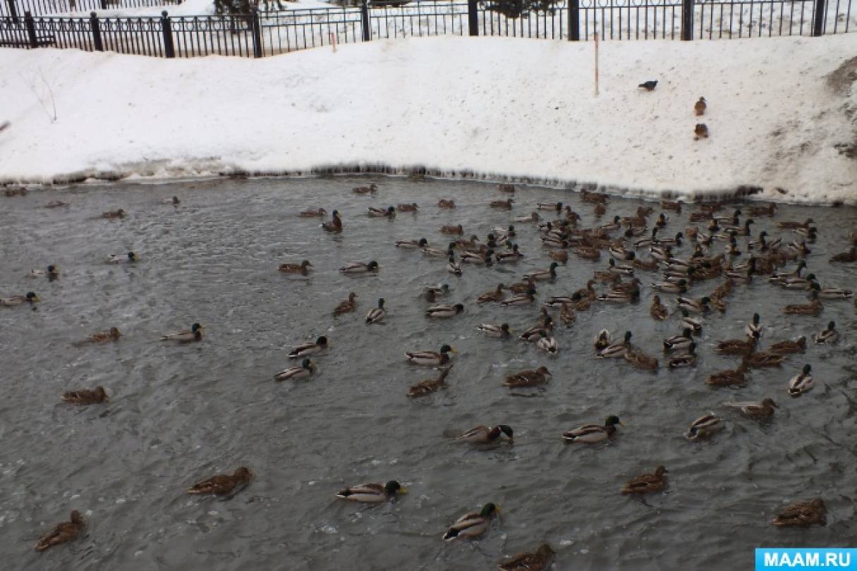 Фотоочерк «Мои наблюдения за утками на городских водоёмах зимой»