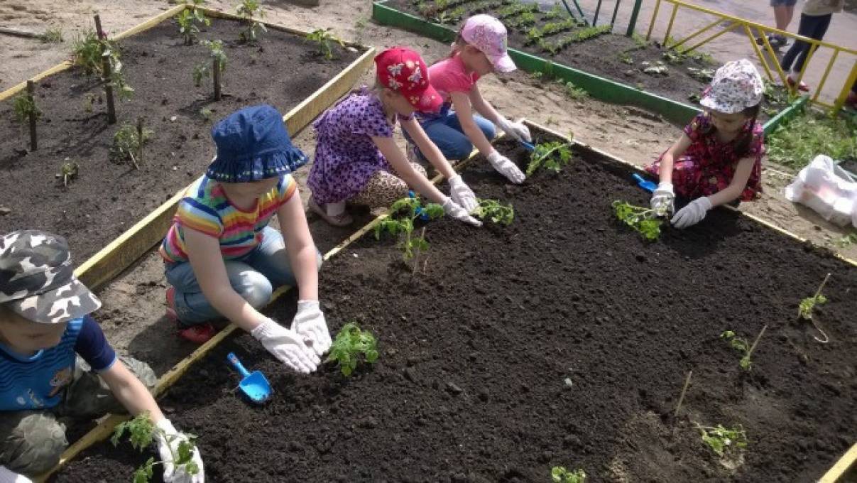 Дети посадили огород
