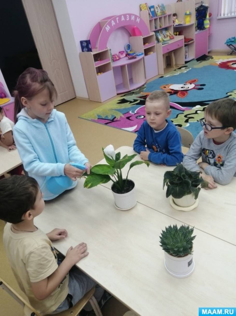 Растения их польза для человека детский сад