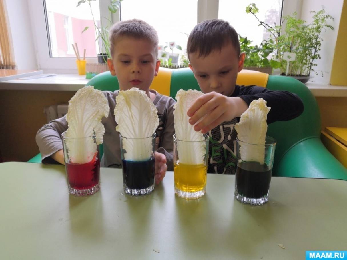 Опыт с детьми старшего возраста «Как растения пьют воду»