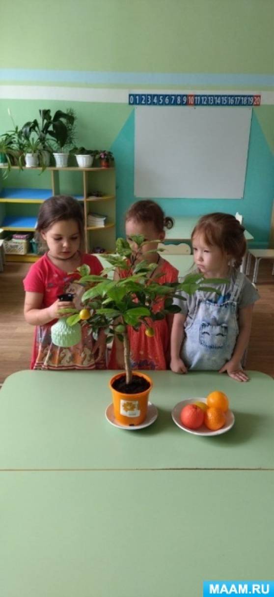Проект по выращиванию мандаринового дерева «Эколята-дошколята» для дошкольников