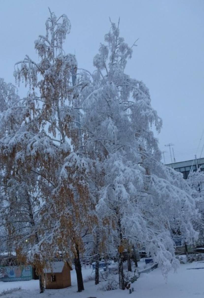 Как выглядят разные деревья осенью. Смотреть фото Как выглядят разные деревья осенью. Смотреть картинку Как выглядят разные деревья осенью. Картинка про Как выглядят разные деревья осенью. Фото Как выглядят разные деревья осенью