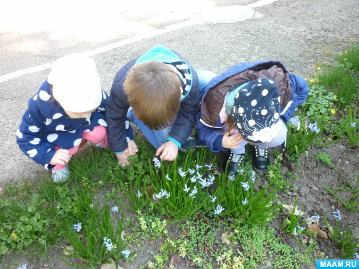 Наблюдение март 1 младшая группа. Первоцветы для детей. Дети с первоцветами в ДОУ. Проект весенние цветы в младшей группе. Наблюдение за первоцветами старшая группа.