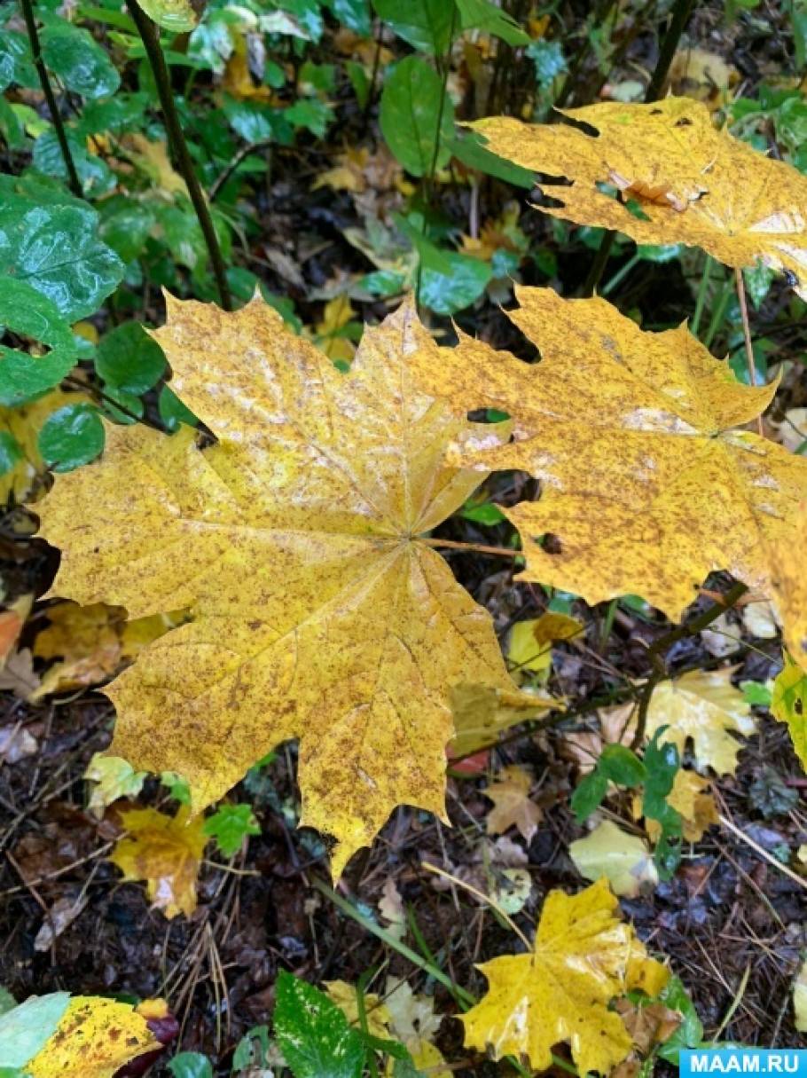 Стихотворение «Осень» Ко Дню портрета осени на МAAM (1 фото ...