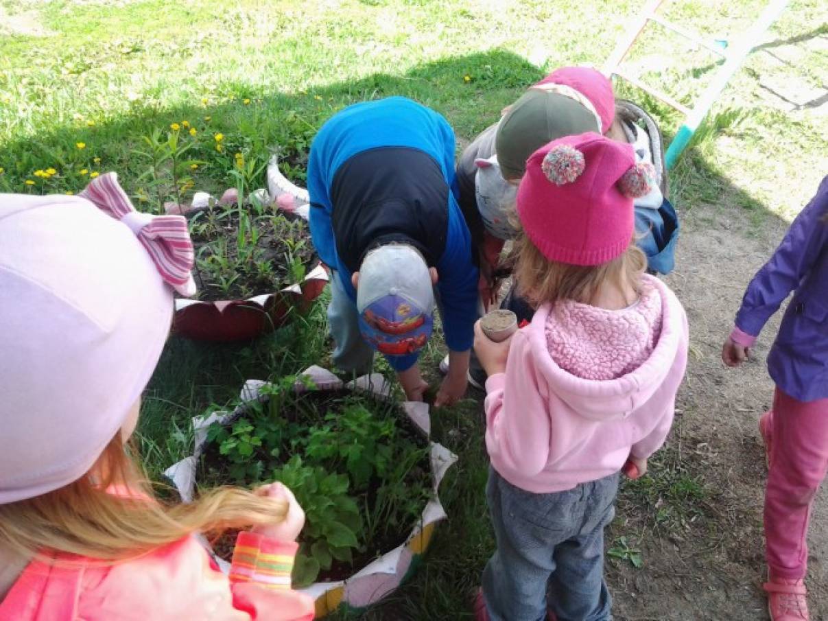 Наблюдения за растениями в детском саду. Наблюдение в саду. Наблюдение на прогулке. Наблюдение за насекомыми. Наблюдаем за насекомыми в детском саду.