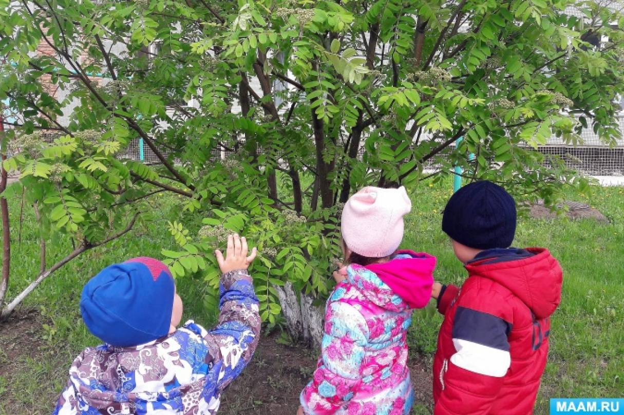 Прогулка по весеннему лесу младшая группа. Дети наблюдают за природой. Наблюдение с детьми на прогулке. Наблюдение в детском саду на прогулке. Дети на прогулке весной.