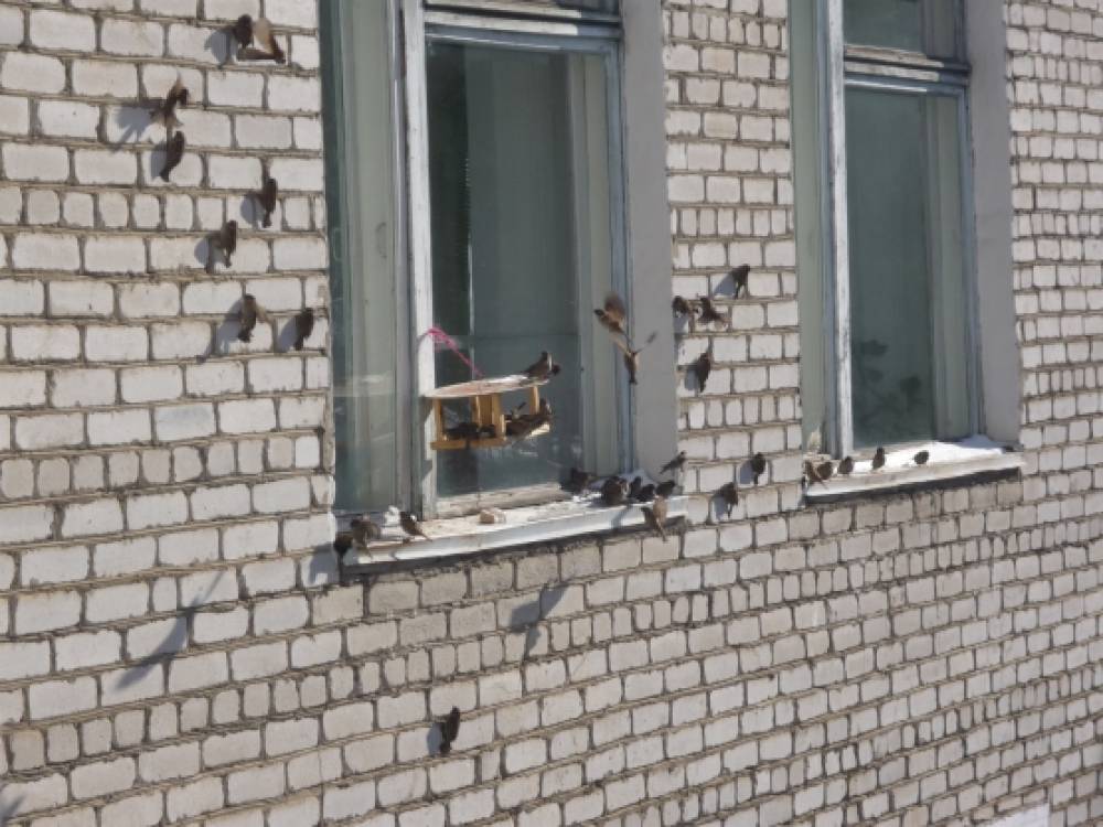 Фотоотчет «Хоровод вокруг кормушек» Фото Фотоотчет «Хоровод вокруг кормушек»