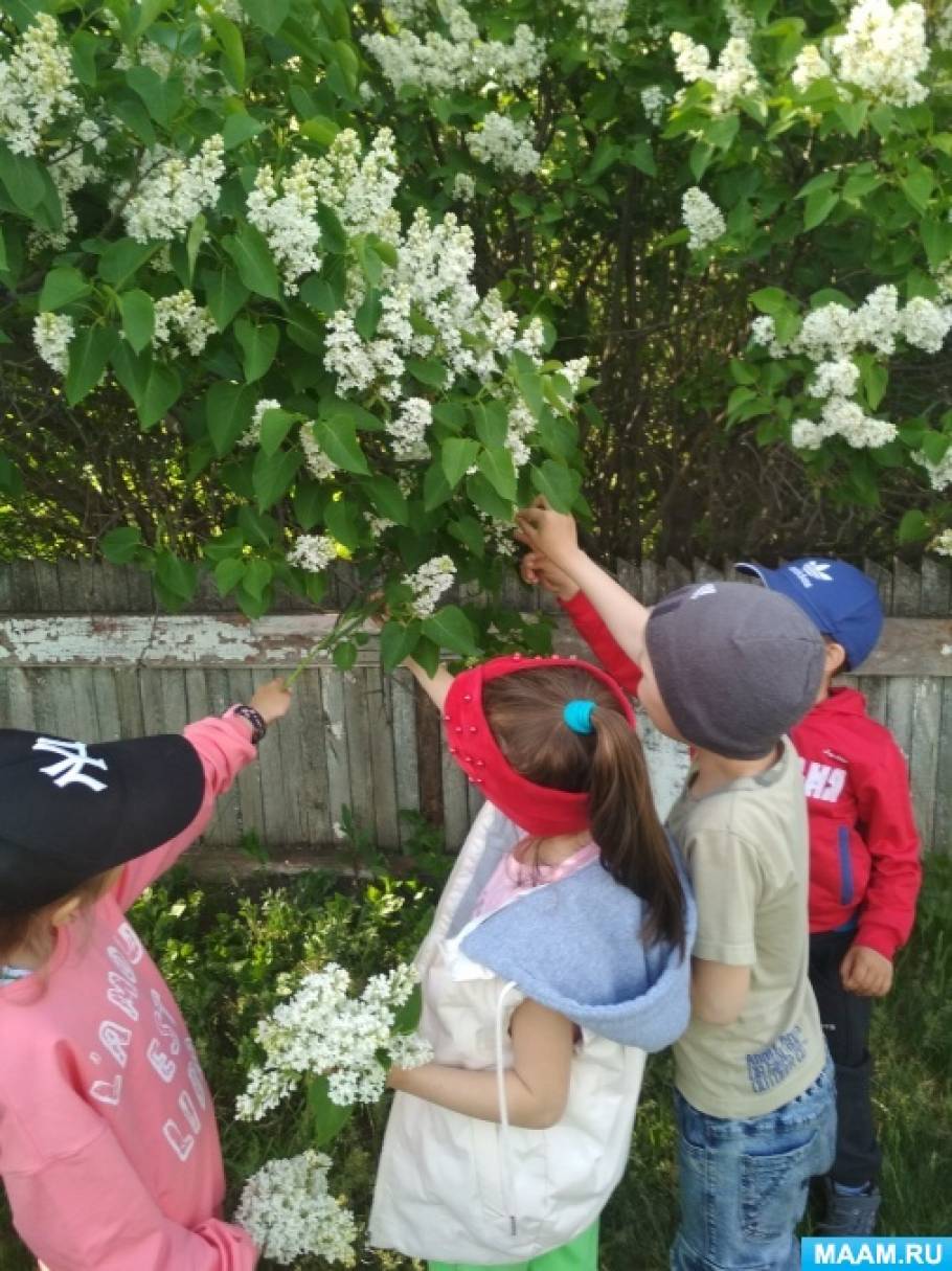 План-конспект прогулки «Наблюдение за цветущей сиренью» с детьми старшей группы