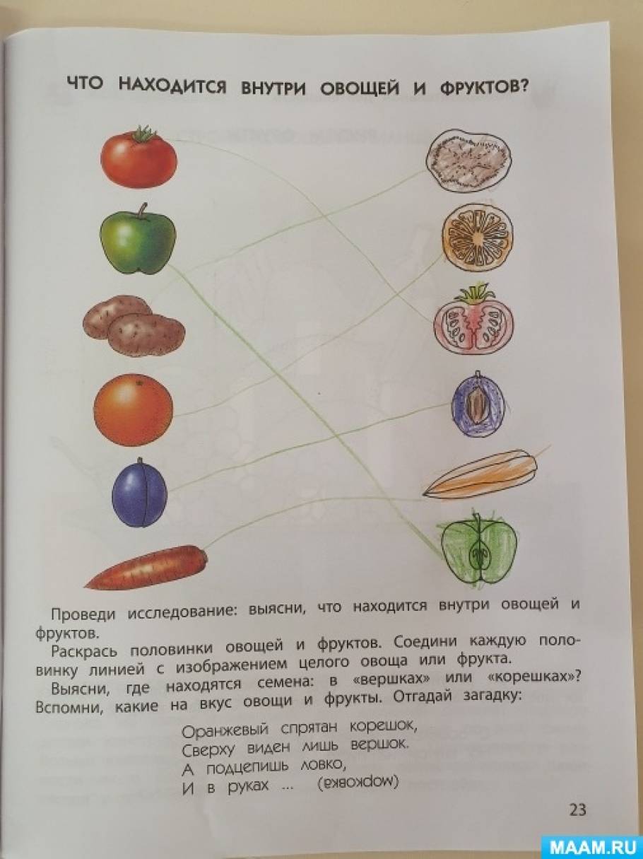 Знакомство С Овощами Конспект