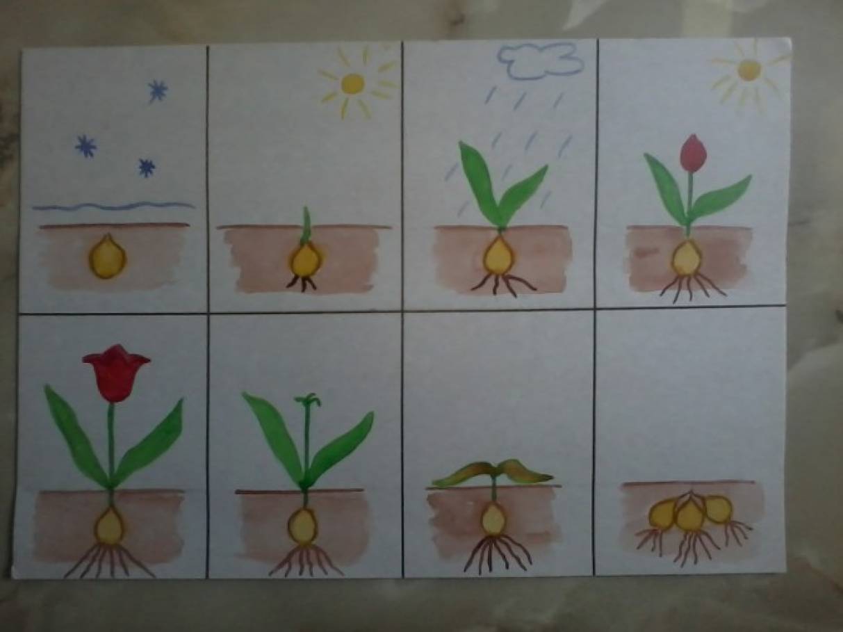 Рисование младшая группа тема растения. Цветы средняя группа. Растения старшая группа. Растения в подготовительной группе. Растения в средней группе.