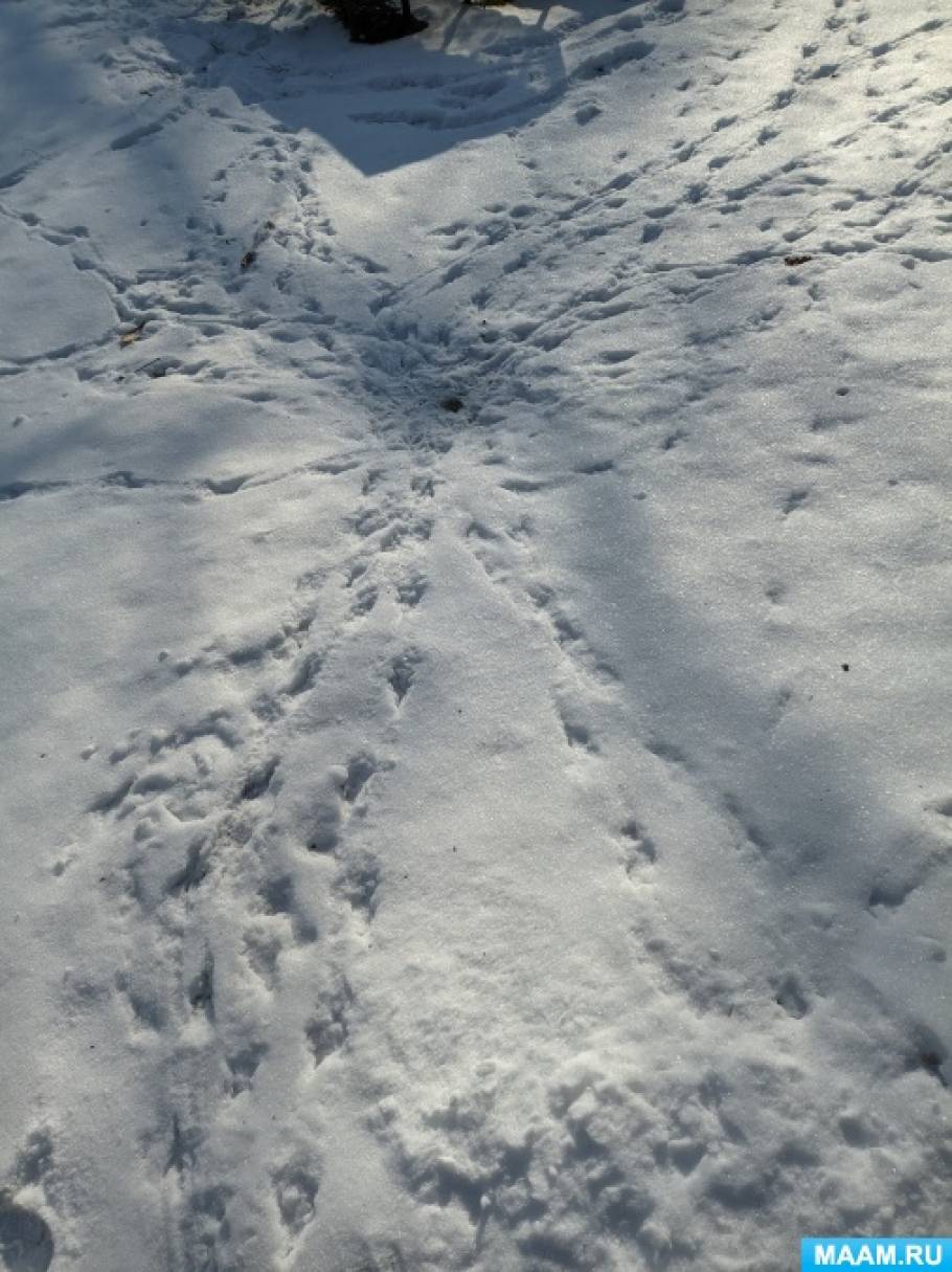 Конспект наблюдения за следами птиц на снегу с детьми старшей группы