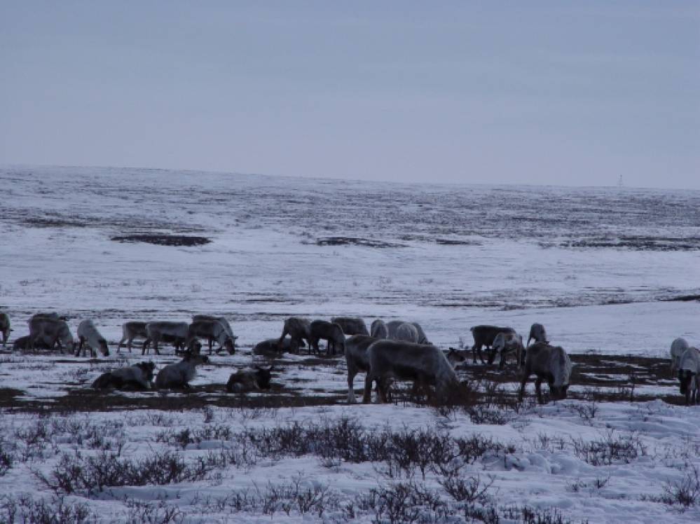 как называется обучение оленей в упряжке. Смотреть фото как называется обучение оленей в упряжке. Смотреть картинку как называется обучение оленей в упряжке. Картинка про как называется обучение оленей в упряжке. Фото как называется обучение оленей в упряжке как называется обучение оленей в упряжке. Смотреть фото как называется обучение оленей в упряжке. Смотреть картинку как называется обучение оленей в упряжке. Картинка про как называется обучение оленей в упряжке. Фото как называется обучение оленей в упряжке