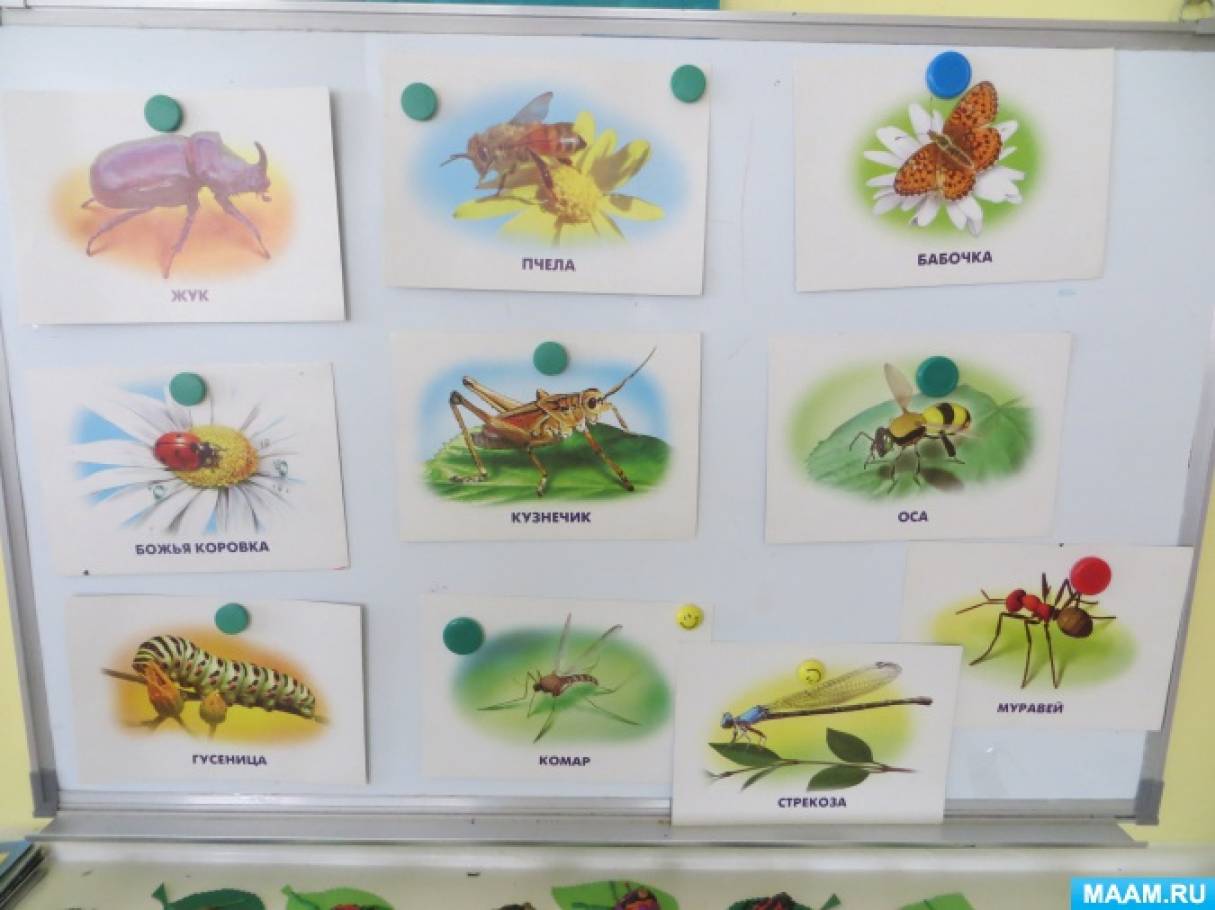 Конспект занятия тема насекомые средняя группа