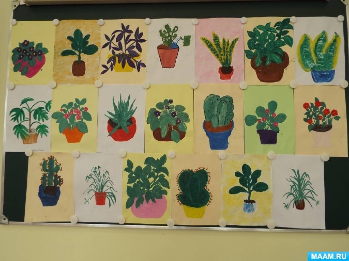 Мир цветов младшая группа. Растения старшая группа. Рисование комнатные растения подготовительная группа. Растения в подготовительной группе. Рисование комнатные растения старшая группа.