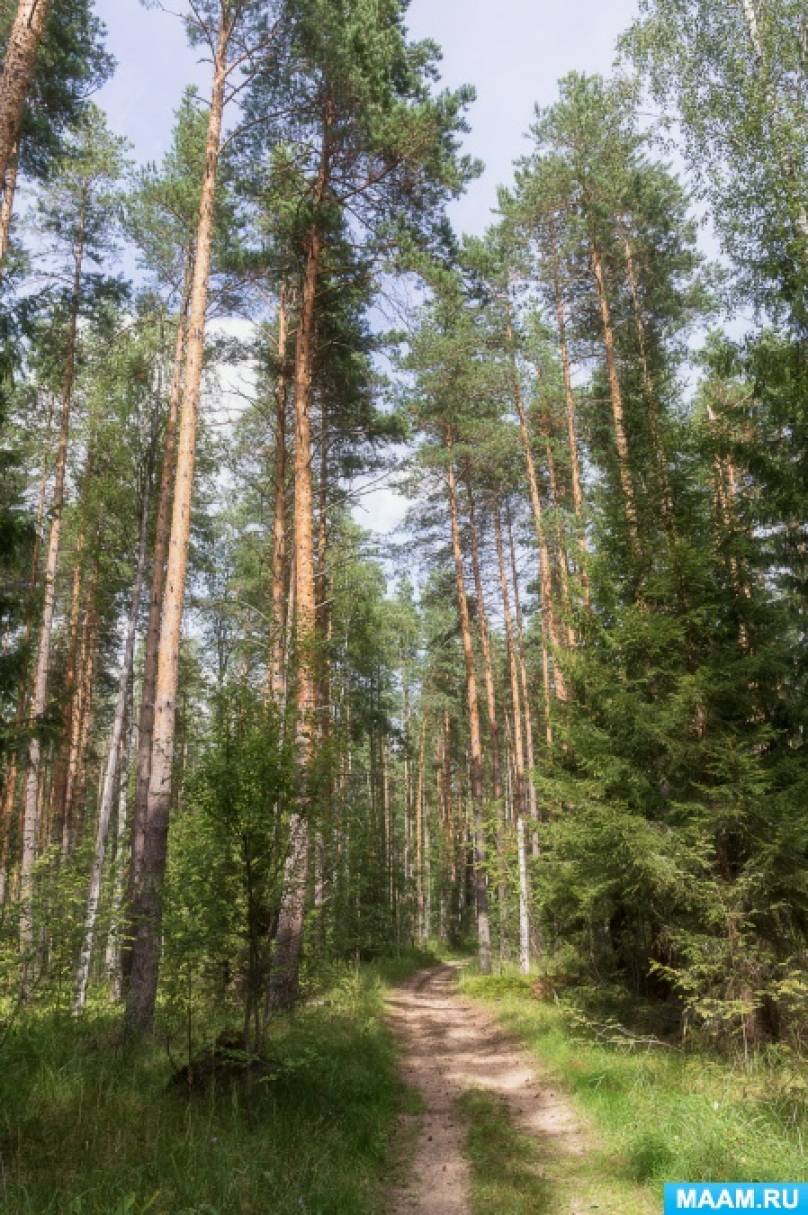 Фоторепортаж «Лесные прогулки» Фото Фоторепортаж «Лесные прогулки»