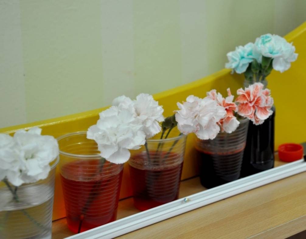 Цветы пьют воду. Опыты с цветами в детском саду. Окрашенные цветы. Опыт с бумажными цветами и водой. Опыт с цветами в средней группе.