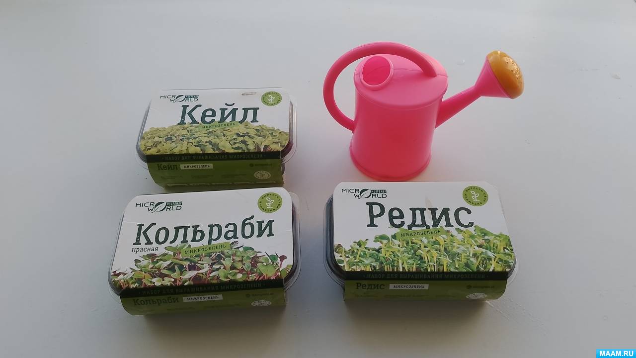 Конспект НОД по окружающему миру «Сажаем микрозелень: редис, кейл и кольраби» для второй младшей группы