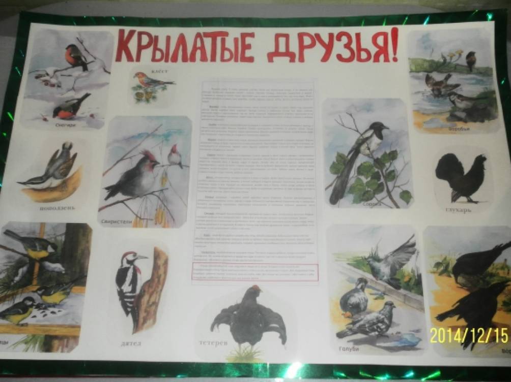 Стенгазета «Крылатые друзья» Фото Стенгазета «Крылатые друзья»