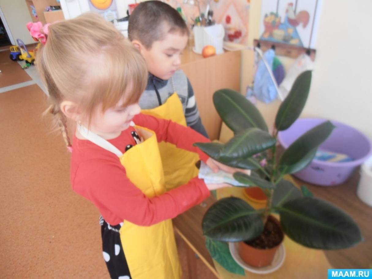 Уход за растениями в старшей группе. Ухаживание за растениями в детском саду. Труд в природе детей средней группы. Комнатные цветы занятие в средней. Дети наблюдают за растениями.
