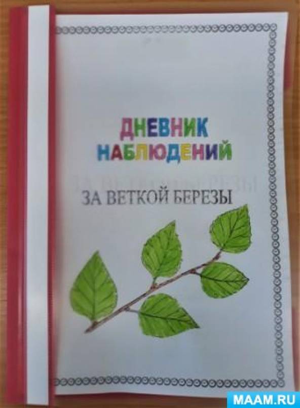 Молодую березу с весны выращивают в комнатных условиях