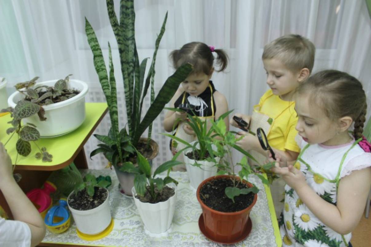 Наблюдение живая природа младшая. Комнатные растения для детей в ДОУ. Эксперимент с комнатными растениями. Растения в детских садах. Опыты с растениями в ДОУ.