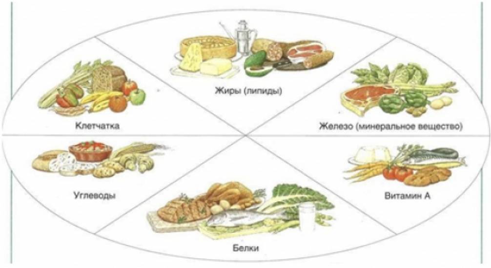 Углеводы и белки также