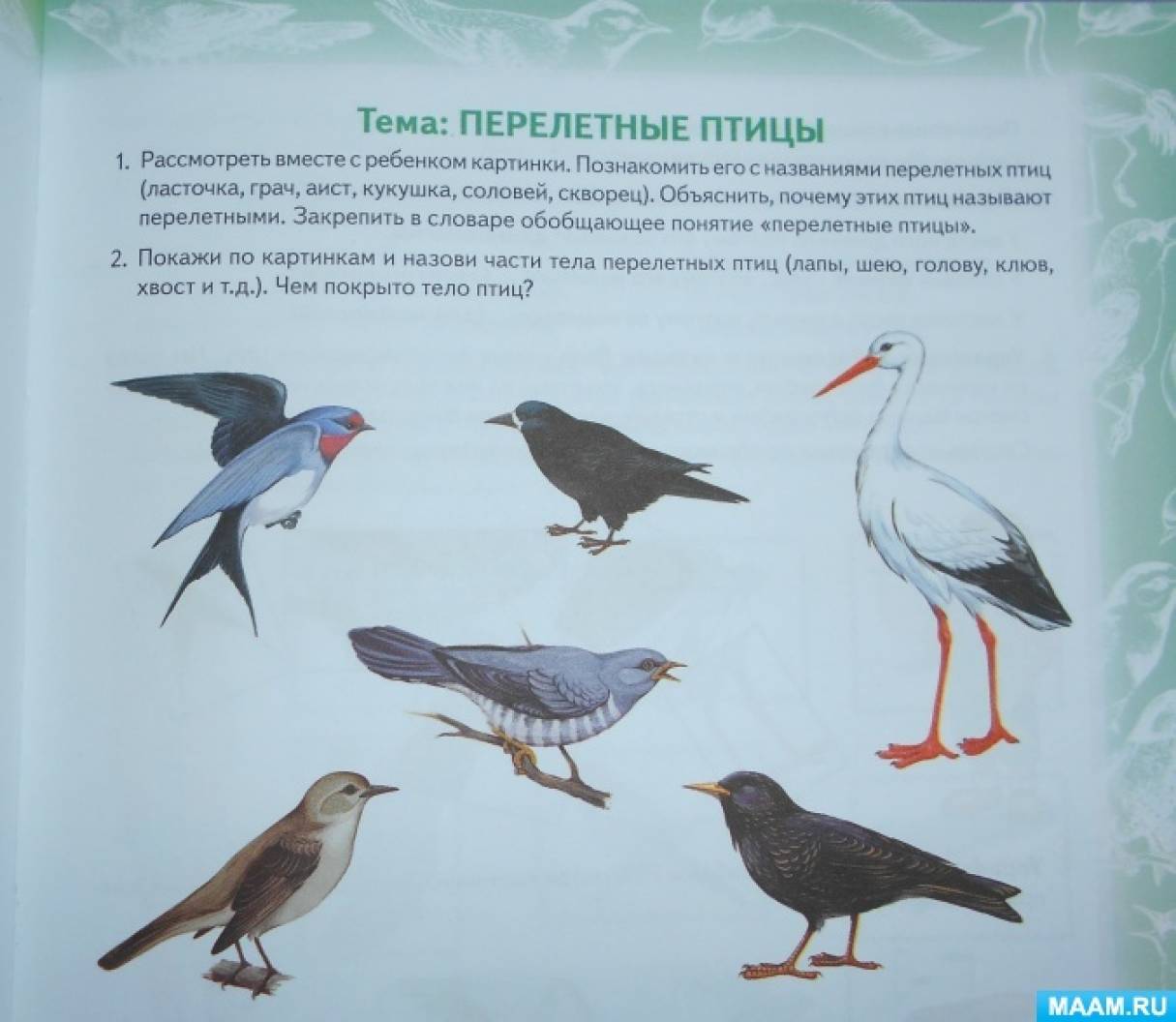 Знакомство С Перелетными Птицами В Средней Группе