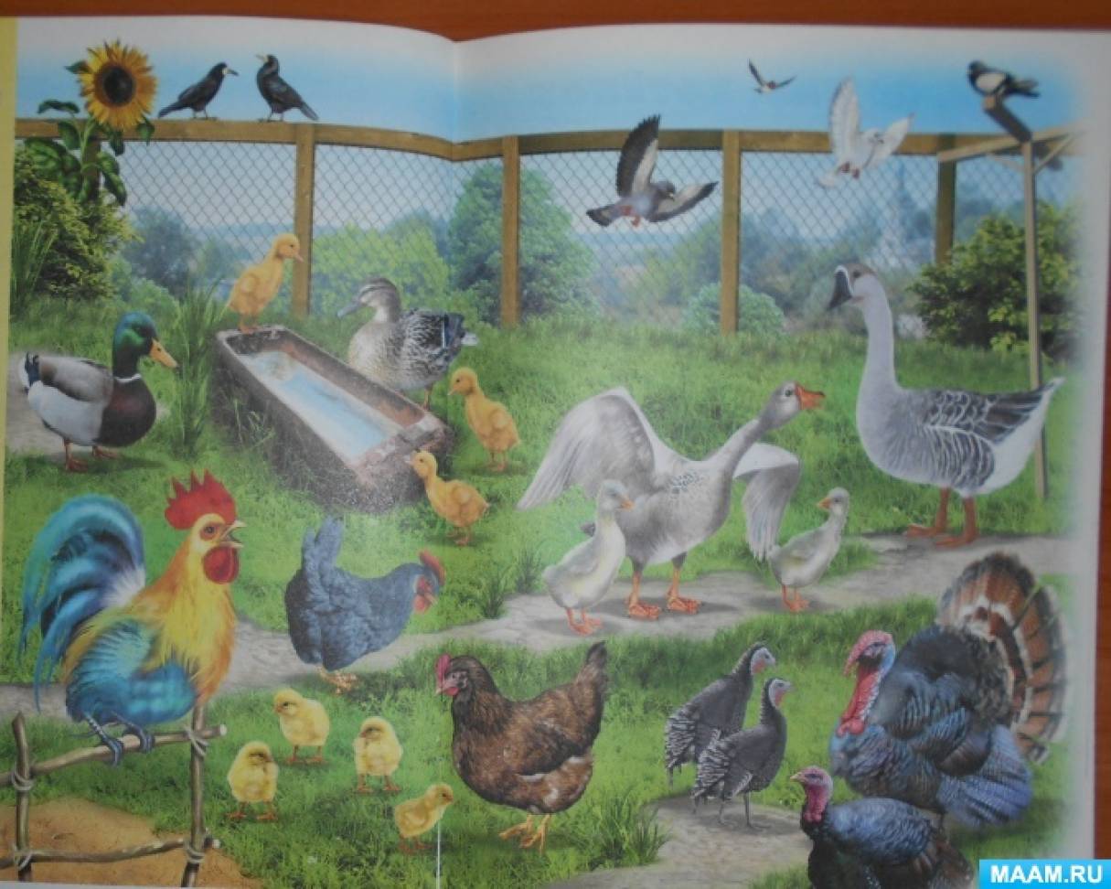 Конспект занятия по окружающему миру «Домашние птицы» для детей 4–5 лет. Ко Дню домашних птиц на МAAM