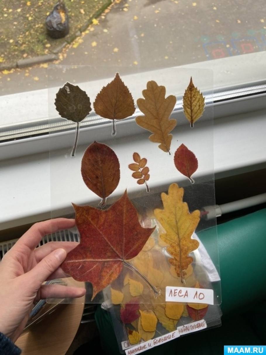 Осенние гербарии как многофункциональный материал в образовательной деятельности дошкольников