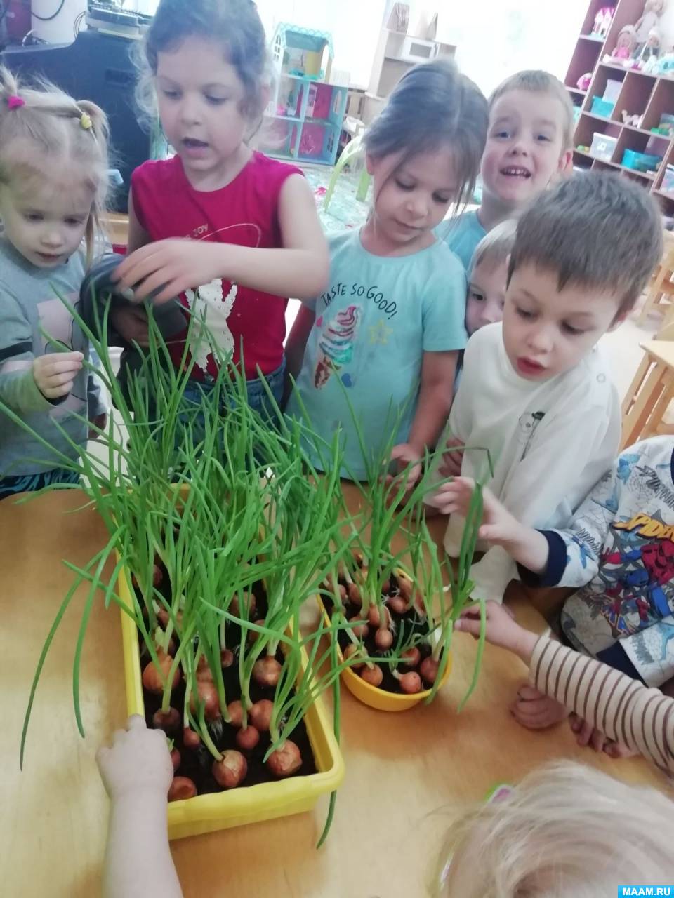 Проект во второй младшей группе детского сада «Лук от семи недуг» о посадке и выращивании лука