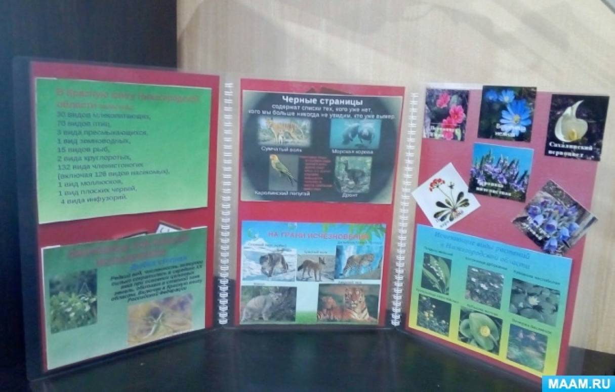Шаблон лэпбук красная книга. Красная книга Ленинградской книги лэпбук. Лэпбук красная книга Кубани. Лэпбук красная книга Крыма. Лэпбук красная книга природы