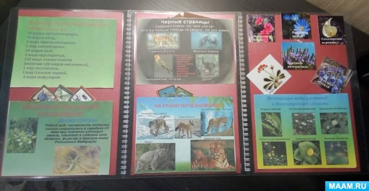 Шаблон лэпбук красная книга