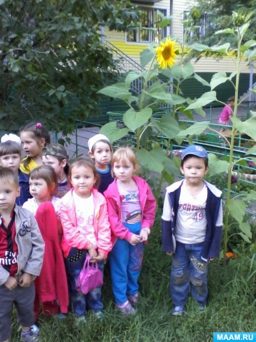Экологический проект «Подсолнух» для детей старшей группы