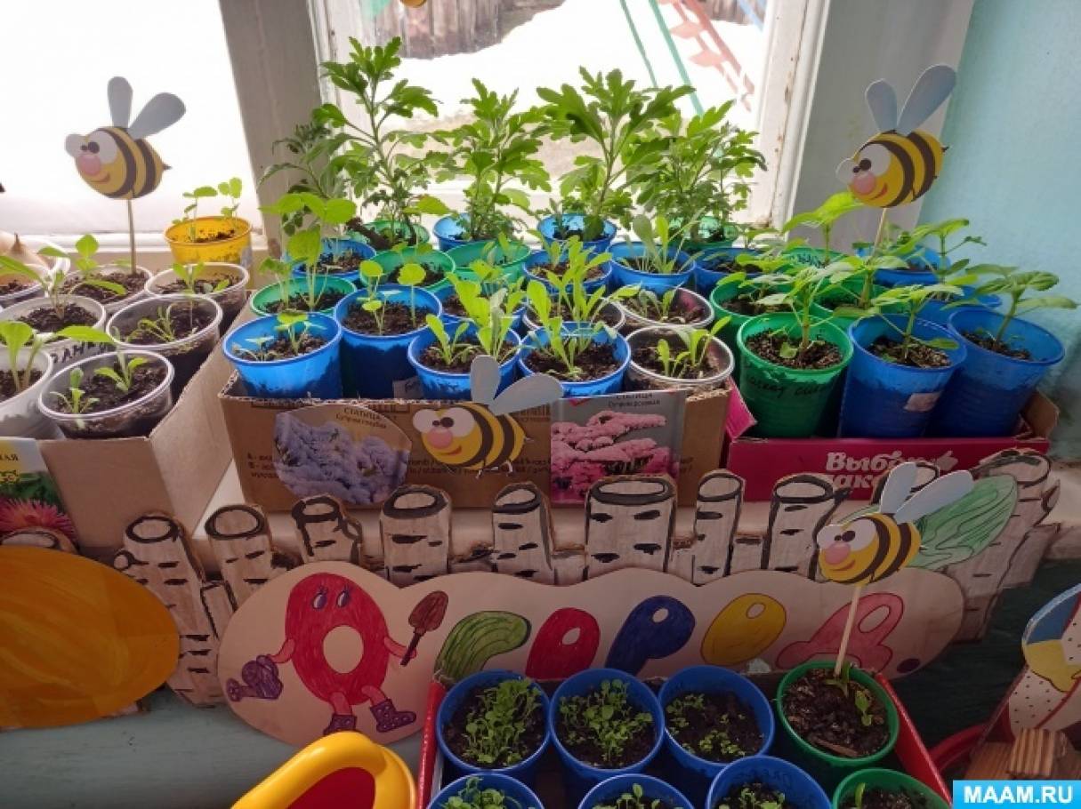 Проект «Огород на окне» для старшего дошкольного возраста