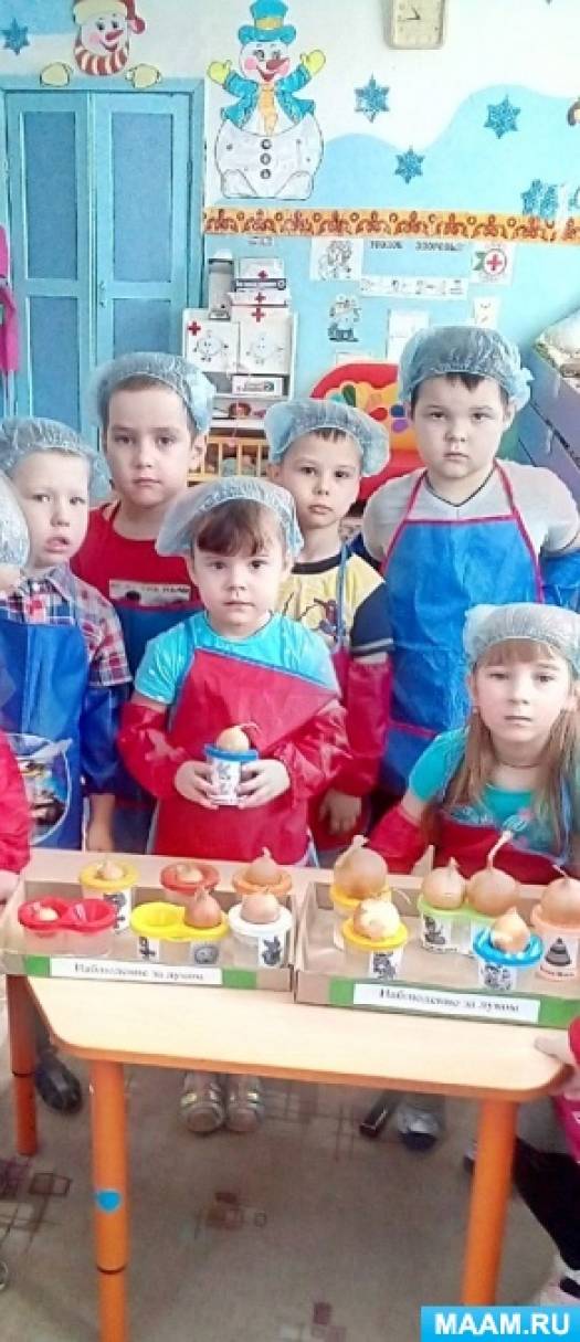 Фотоотчет «Посадка репчатого лука в старшей группе» Фото Фотоотчет «Посадка репчатого лука в старшей группе»