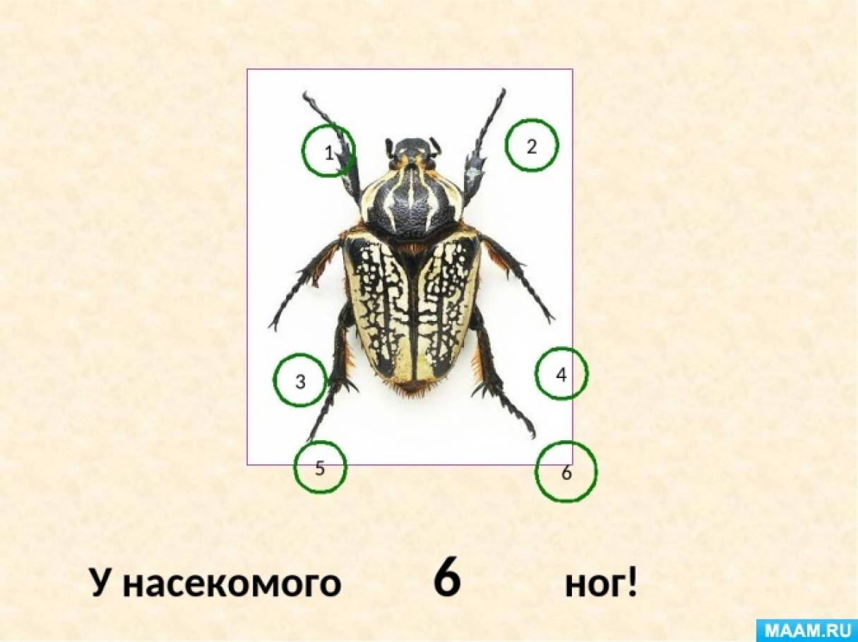 Сколько лапок у 6 жуков