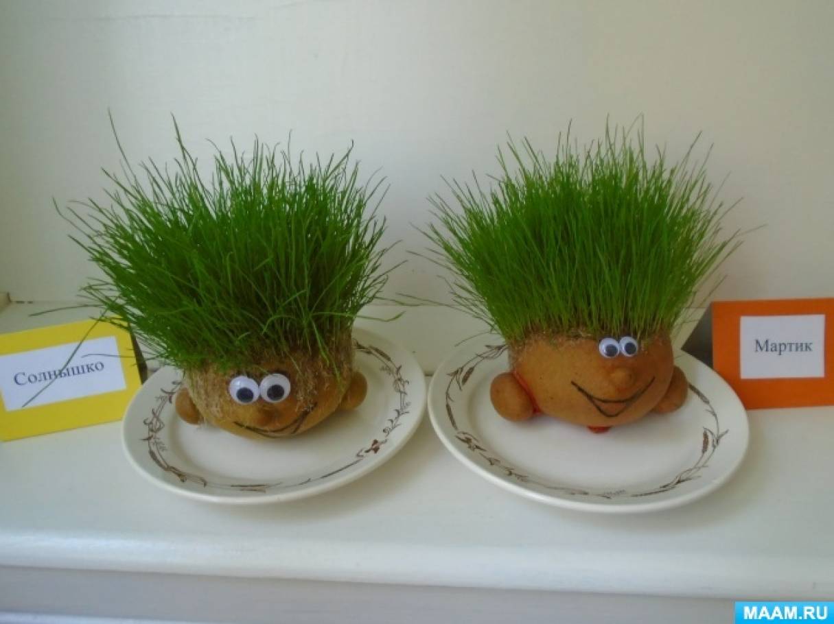 Фотоотчет о наблюдении за ростом «травянчиков» детьми старшей группы